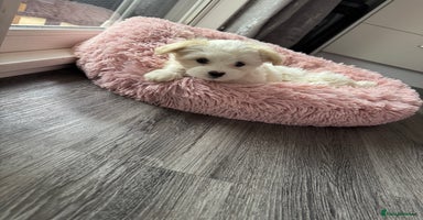 Bichon Frise dogs - Advert 12