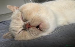 British Shorthair cats for stud: Zeus-Cream of the crop! GCCF/TICA reg  - Image 13