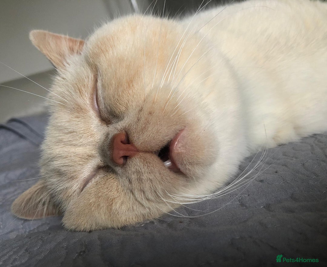 British Shorthair cats for stud: Zeus-Cream of the crop! GCCF/TICA reg  - Image 13