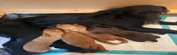 Cocker Spaniel dogs for sale: Working Cocker Spaniel puppies  - Advert 8
