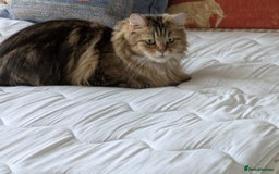 Maine Coon cats for sale: Stunning chocolate tabby kittens  - Image 2