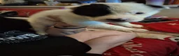 Mixed Breed dogs for sale: 7 beautiful Huskita’s for sale😍 - Advert 3