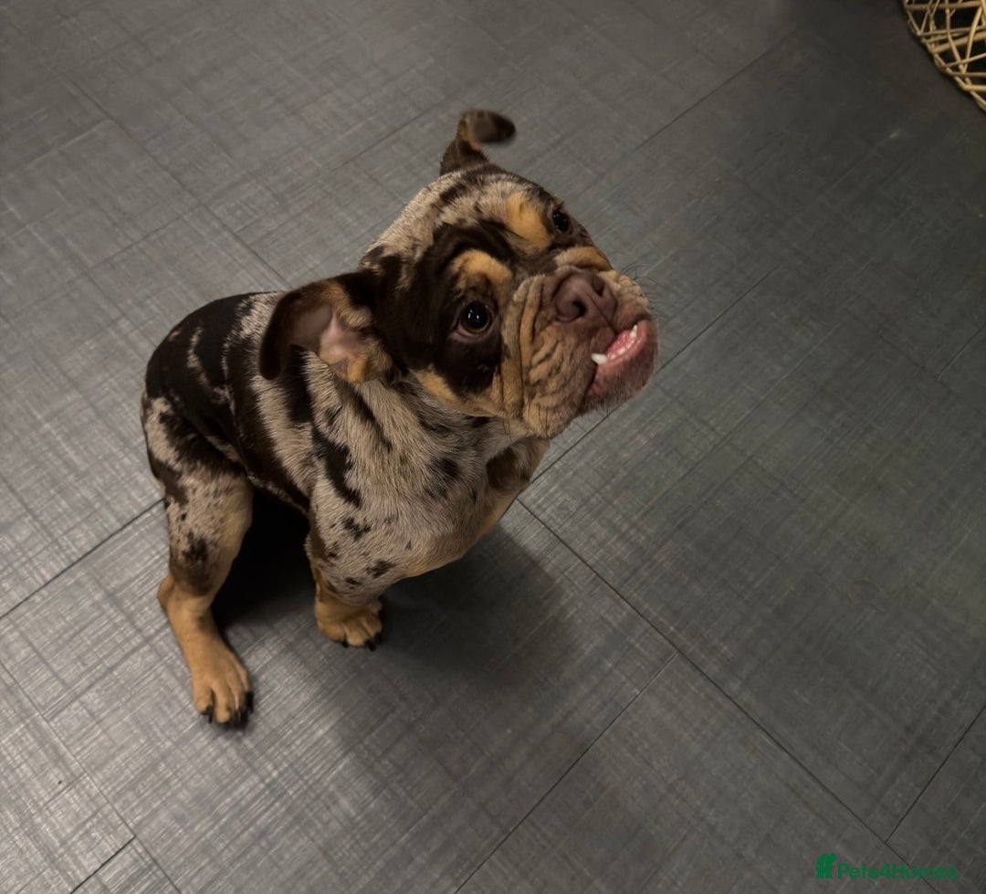 English Bulldog dogs for sale: Chocolate Tri Merle English Bulldog - Advert 2