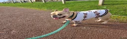 French Bulldog dogs for sale: Male French bulldog  in Cinderford - Advert 7