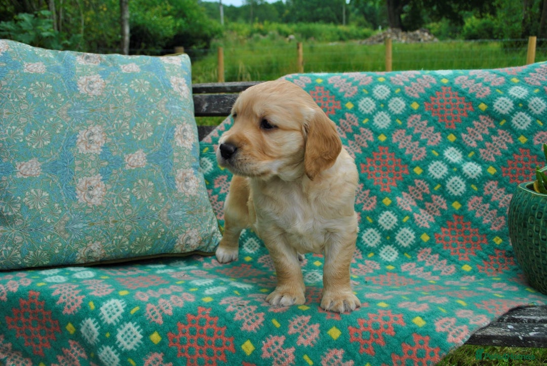 Golden Retriever dogs for sale: 🐾 KC Registered Golden Retriever Puppies 🐾 - Image 18
