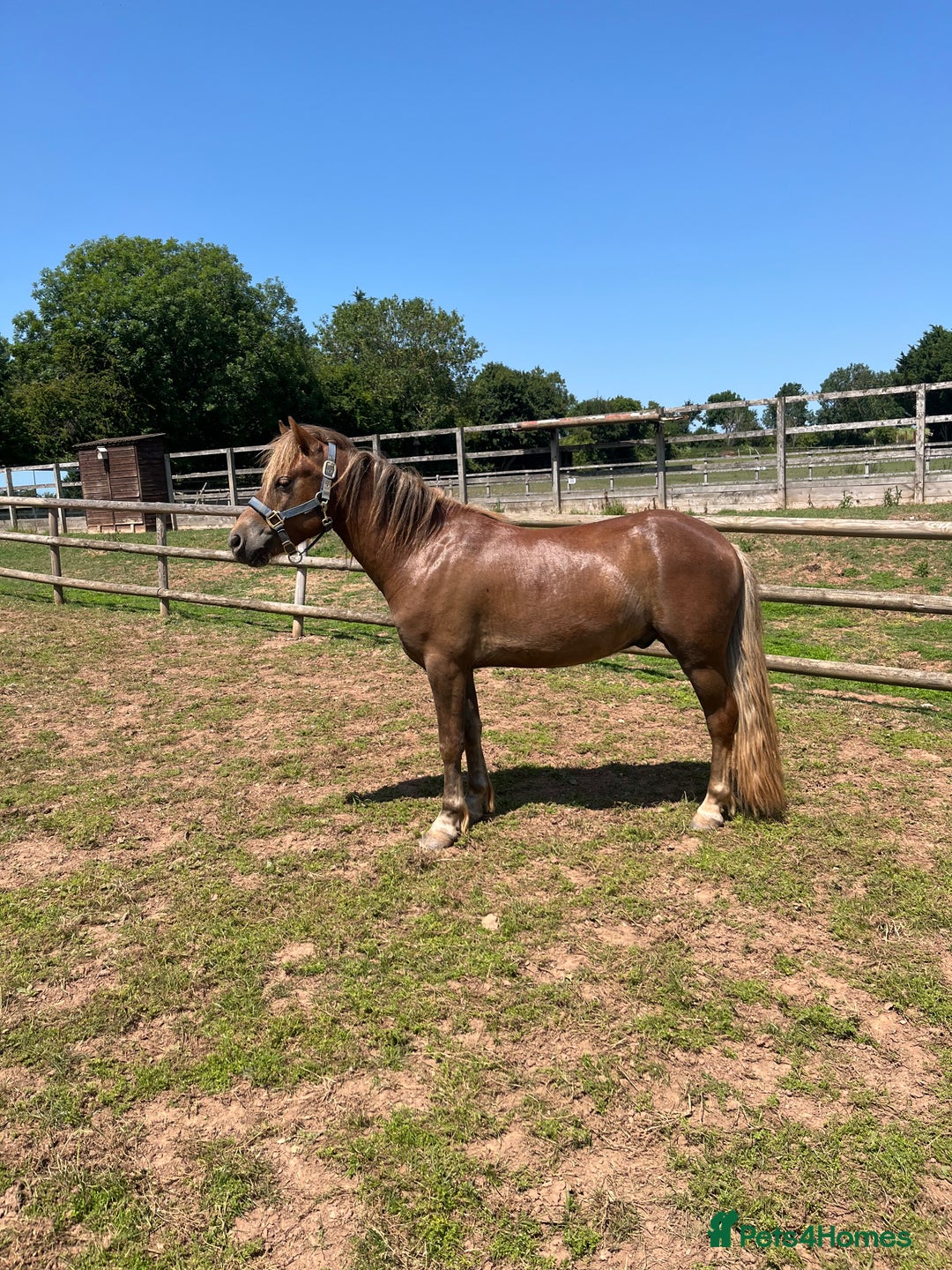 Dartmoor horses for sale: Unbroken show pony/childs pony in the making - Image 1