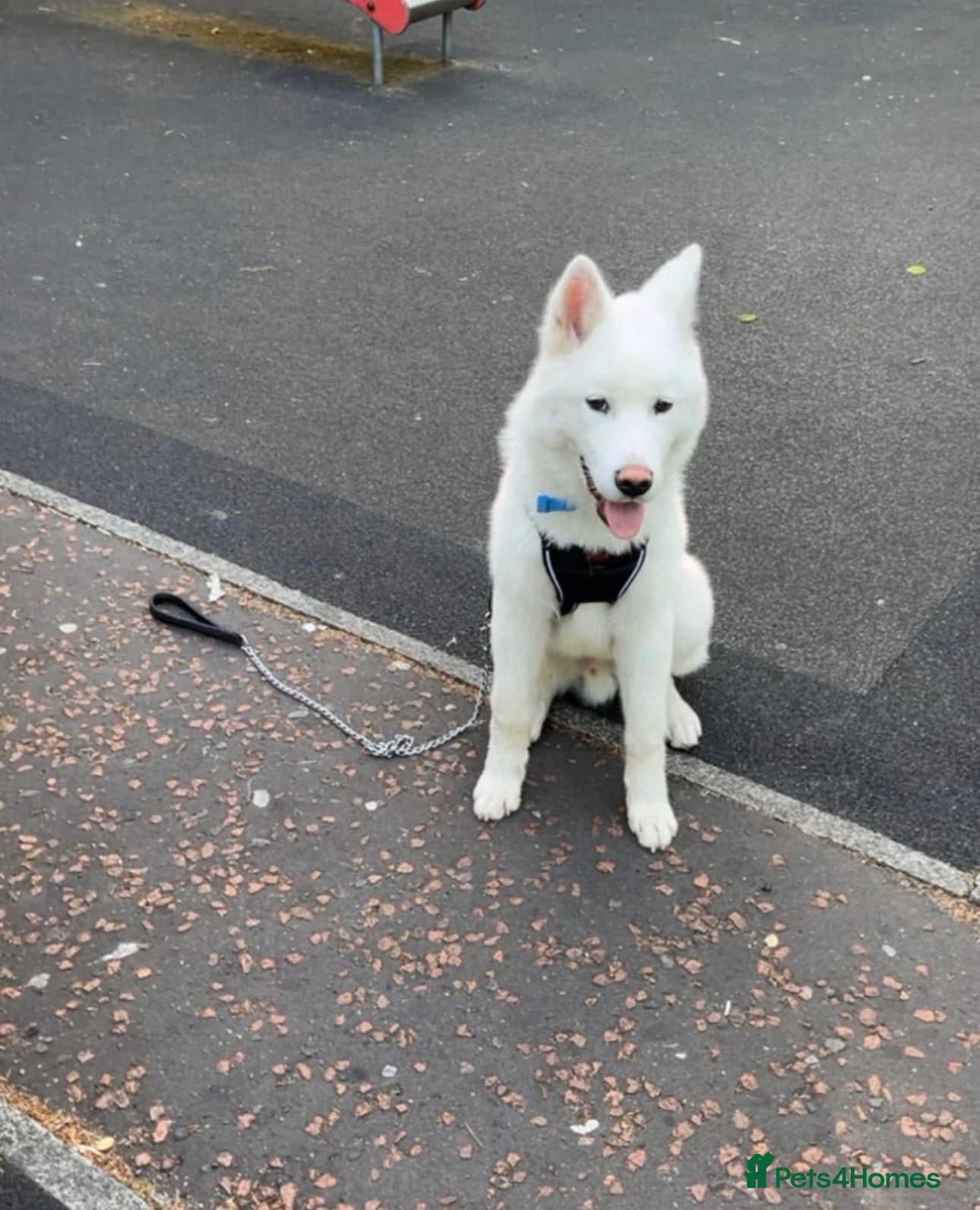 Akita dogs for sale: American Akita  in Rochdale - Advert 3