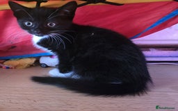 Mixed Breed cats for sale: 2 kittens for sale 1B 1G - Image 2