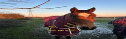 Other Breed horses for sale: Welsh part breed mare 15h - Advert 10