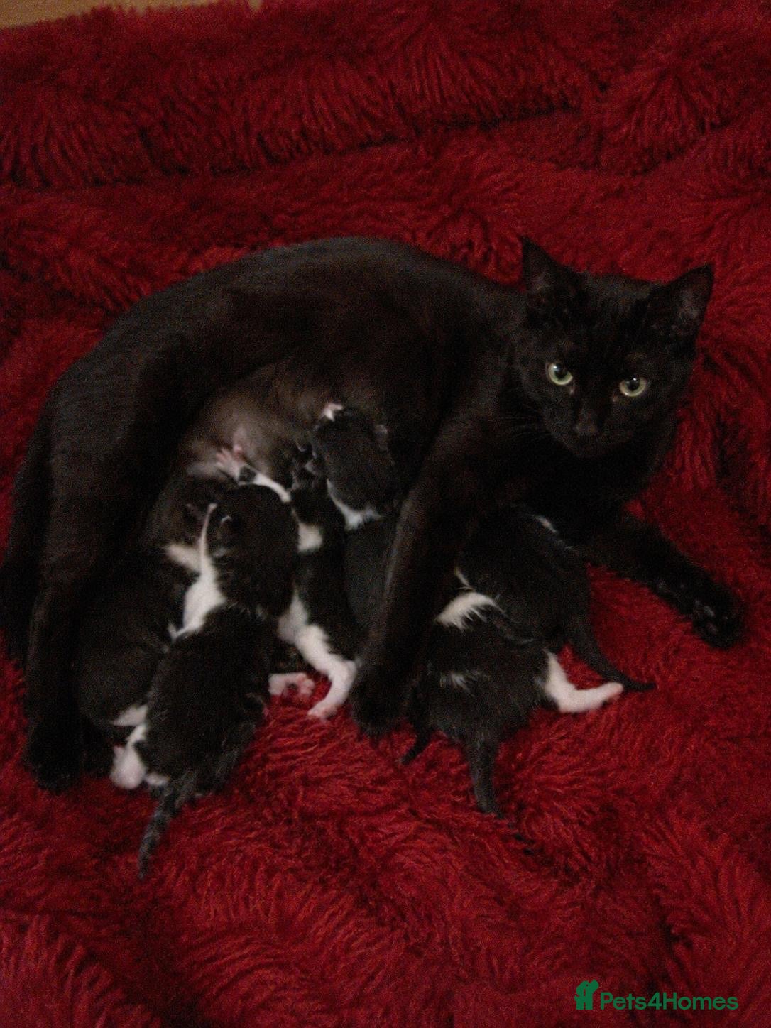 Mixed Breed cats 4 BEAUTIFUL KITTENS READY FOR FOREVER HOMES - Advert 1