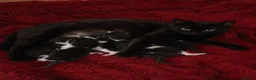 Mixed Breed cats for sale: 4 BEAUTIFUL KITTENS READY FOR FOREVER HOMES - Advert 1
