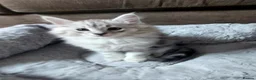 Maine Coon cats for sale: Maine coon x bengal x russian blue mixed litter - Advert 21