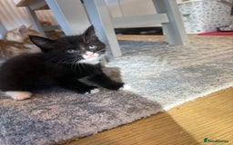 Domestic Shorthair cats for sale: 2 Male kittens - Image 5