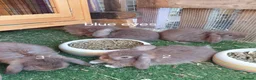 Mini Lop rabbits for sale: READ THE ADD ,Vaccinated tiny bucks READY NOW - Advert 7