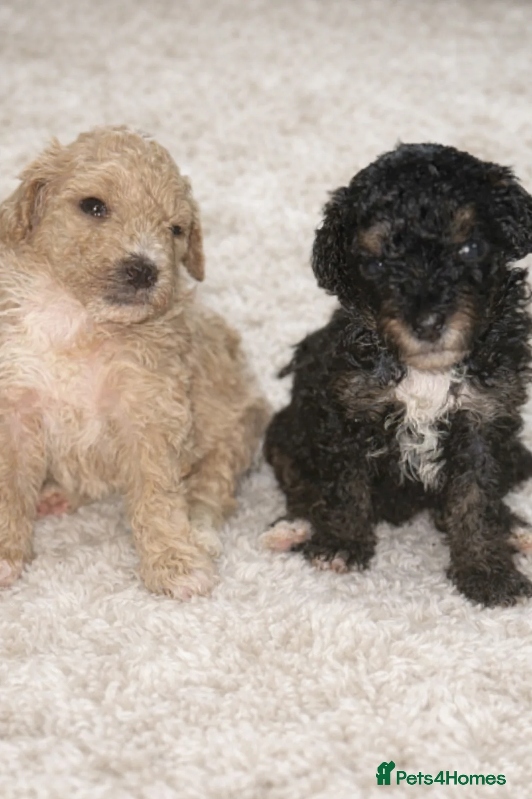 Maltipoo dogs for sale:  F1B Maltipoo Puppies Asian Line - Advert 1