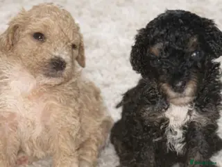 Maltipoo dogs F1B Maltipoo Puppies Asian Line - Advert 1