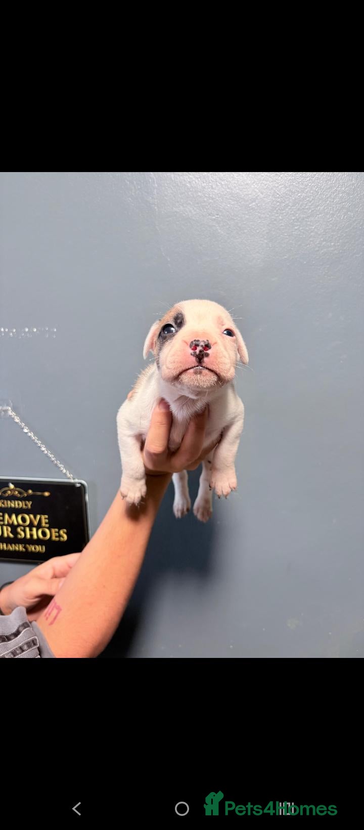 Mixed Breed dogs 5 beautiful rare French American bulldog puppies. - Advert 2