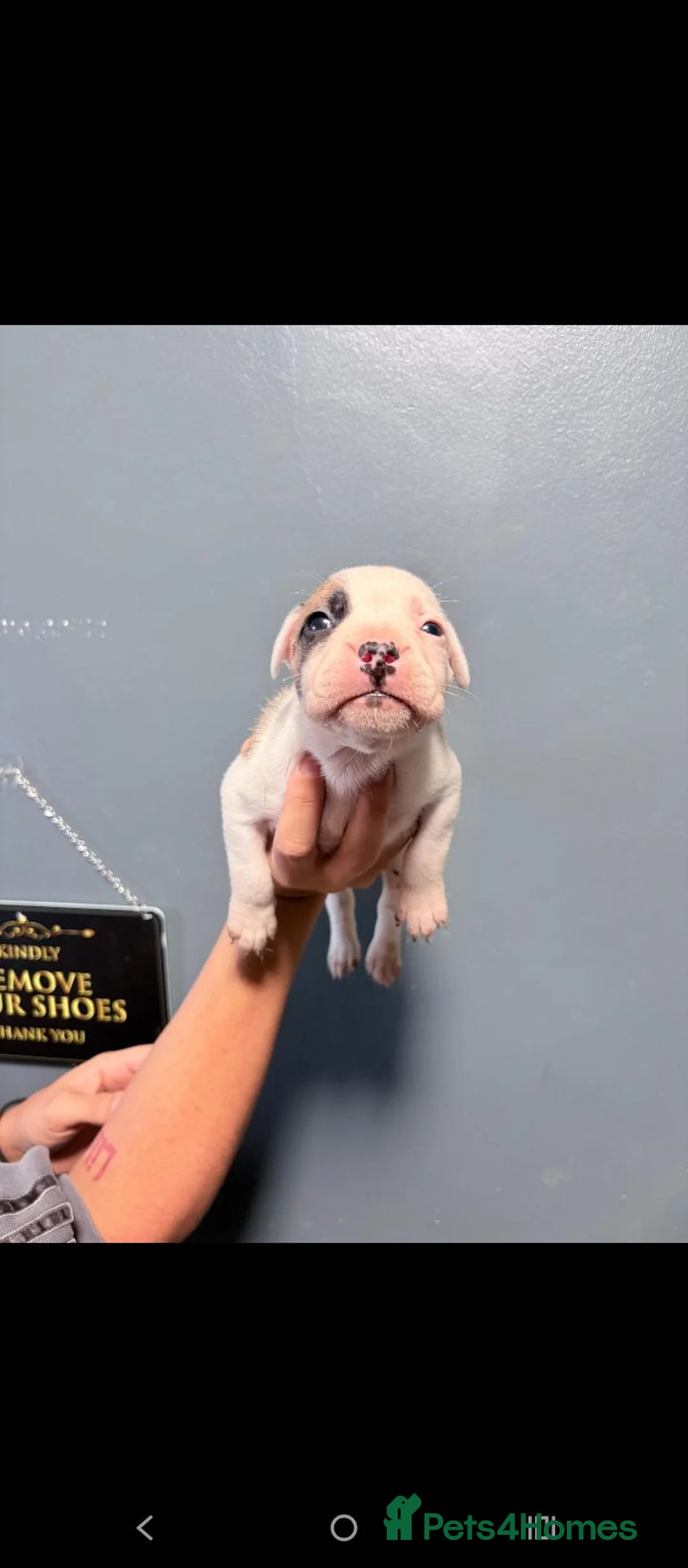 Mixed Breed dogs for sale: 5 beautiful rare French American bulldog puppies. in London - Advert 2
