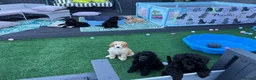 Standard Poodle dogs for sale: Baby blue  - Advert 11