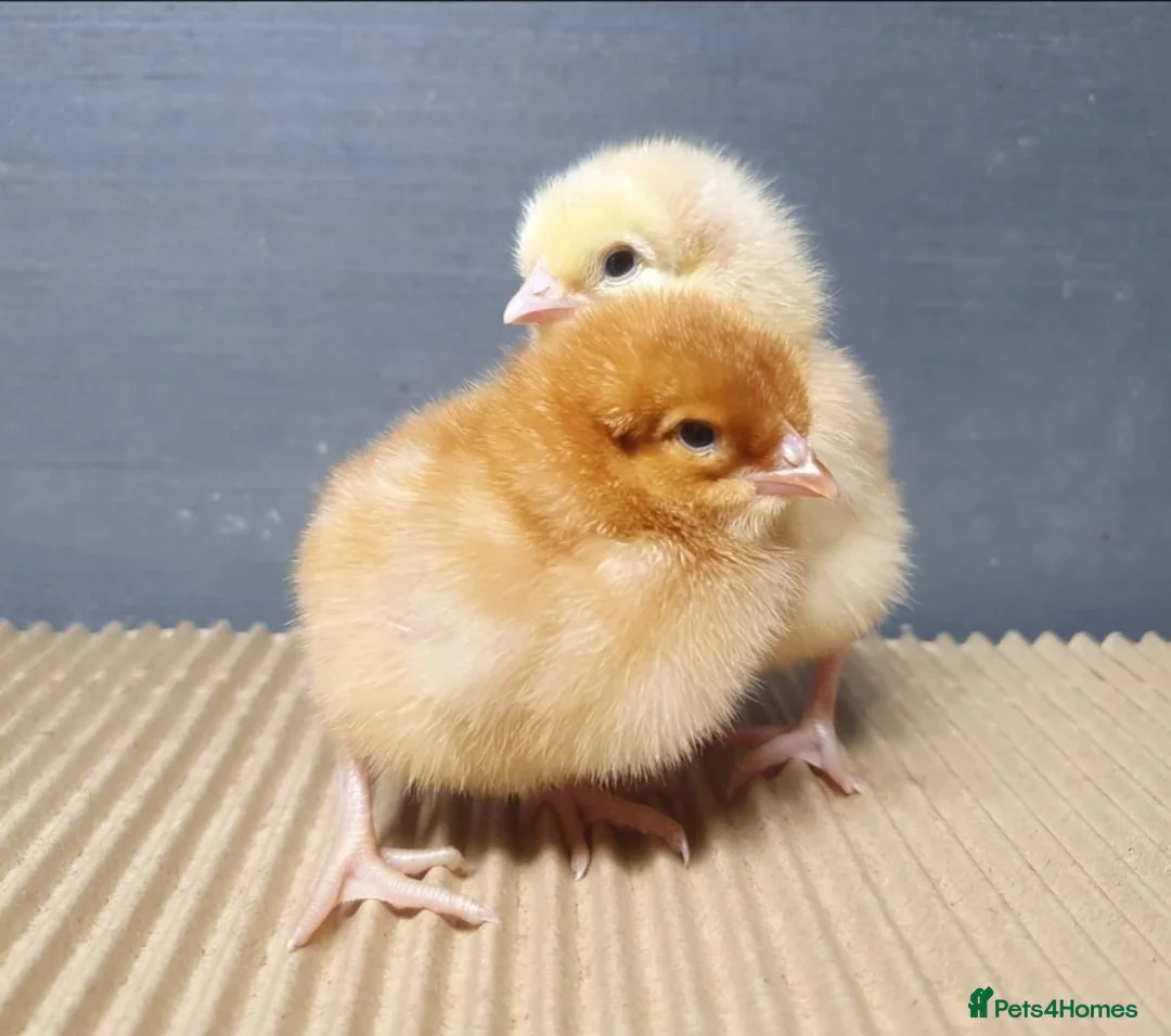 Chickens poultry for sale: Female chicks chickens hens - Advert 2