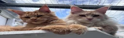 Maine Coon cats for sale: Beautiful red cream male purebred Maine coon boy - Advert 8