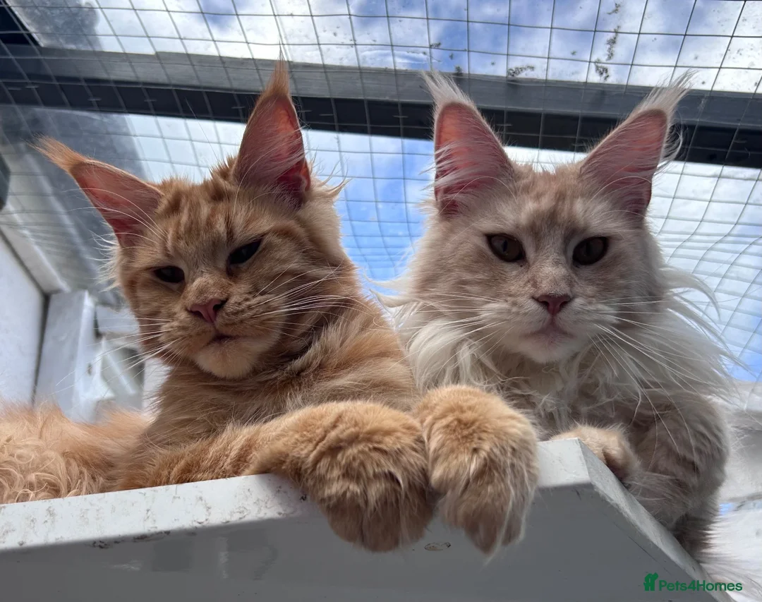 Maine Coon cats for sale: Beautiful red cream male purebred Maine coon boy - Advert 8