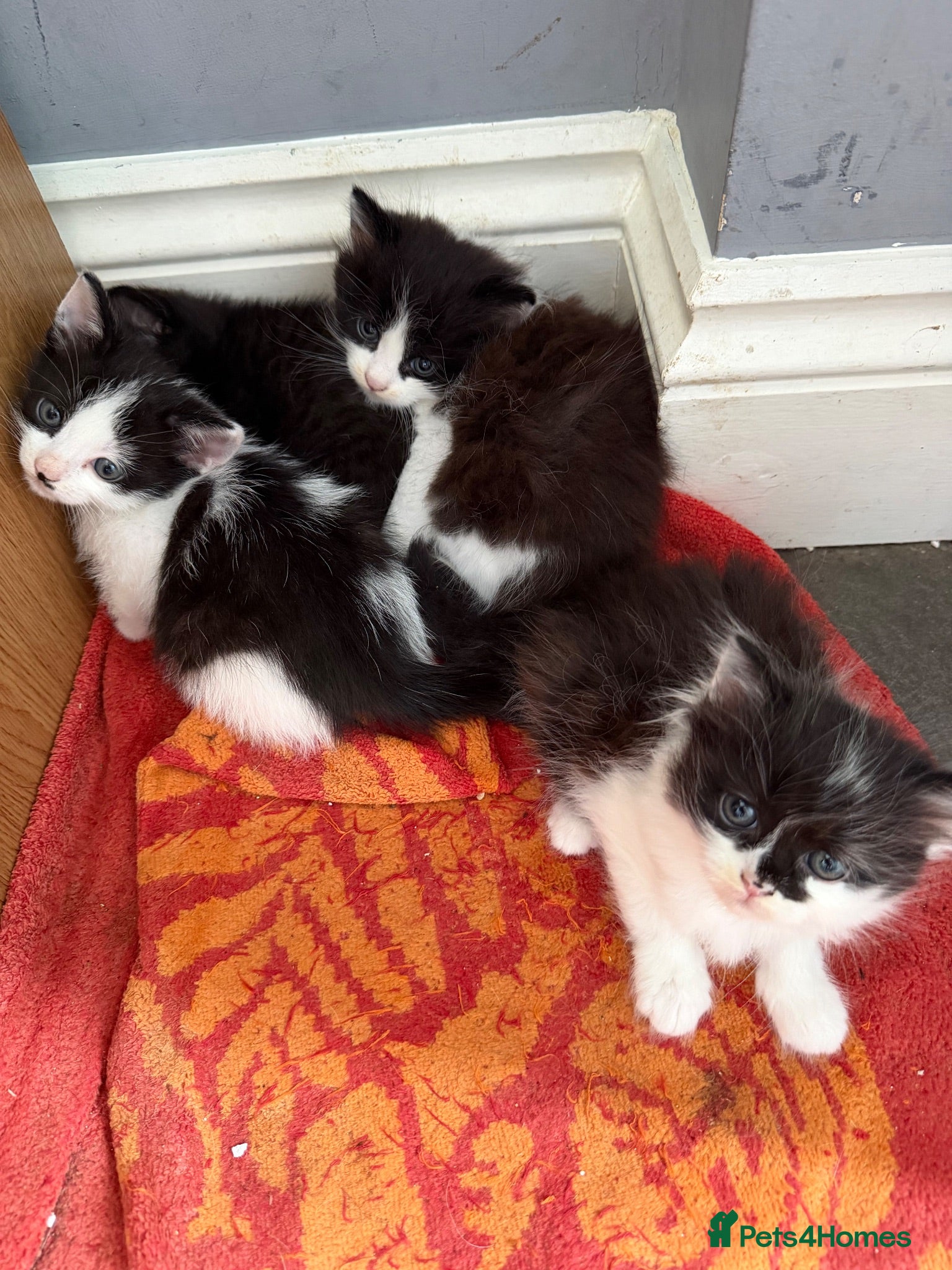 Mixed Breed cats for sale: 4 beautiful black and white kittens  - Advert 2