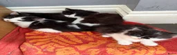 Mixed Breed cats for sale: 4 beautiful black and white kittens  - Advert 1
