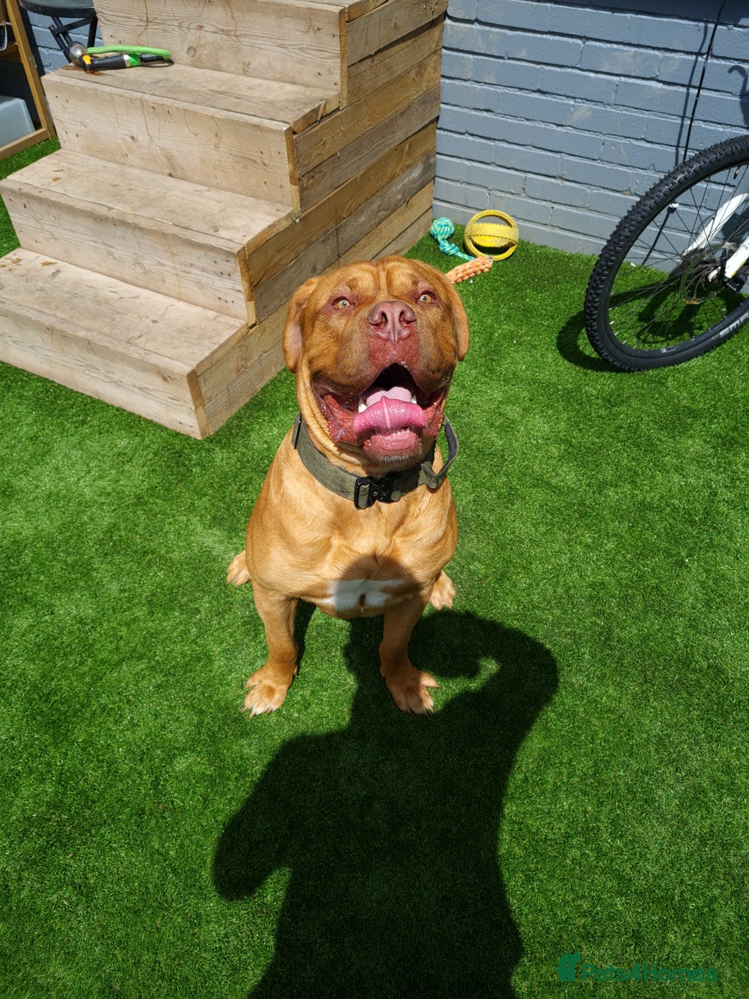 Dogue De Bordeaux dogs for stud: DOGUE DE BORDEUX STUD  in Glasgow - Image 4