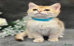 British Shorthair cats for sale: Stunning British shorthair NY 12 kittens - Image 14