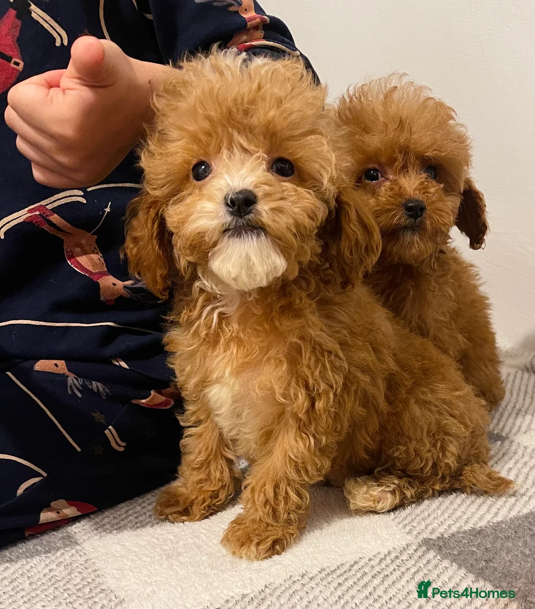 Cavapoo dogs for sale: Beautiful Cavapoo Puppies – Ready for Loving Homes - Advert 5