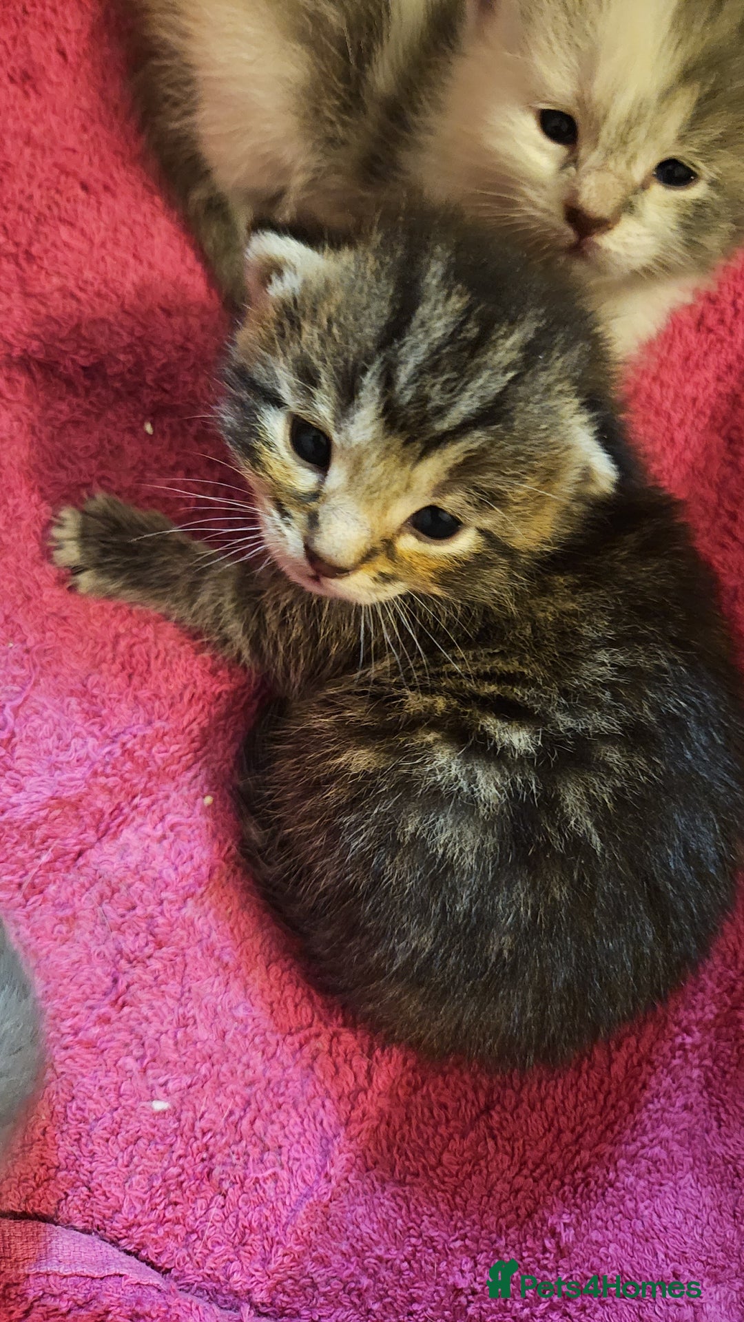 Mixed Breed cats for sale: Grey Kittens🐾🤍 - Advert 26