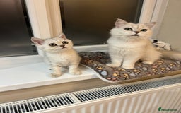 Scottish Fold cats for sale: Scottish Kittens – Fold & Straight – Ready Now - Image 17