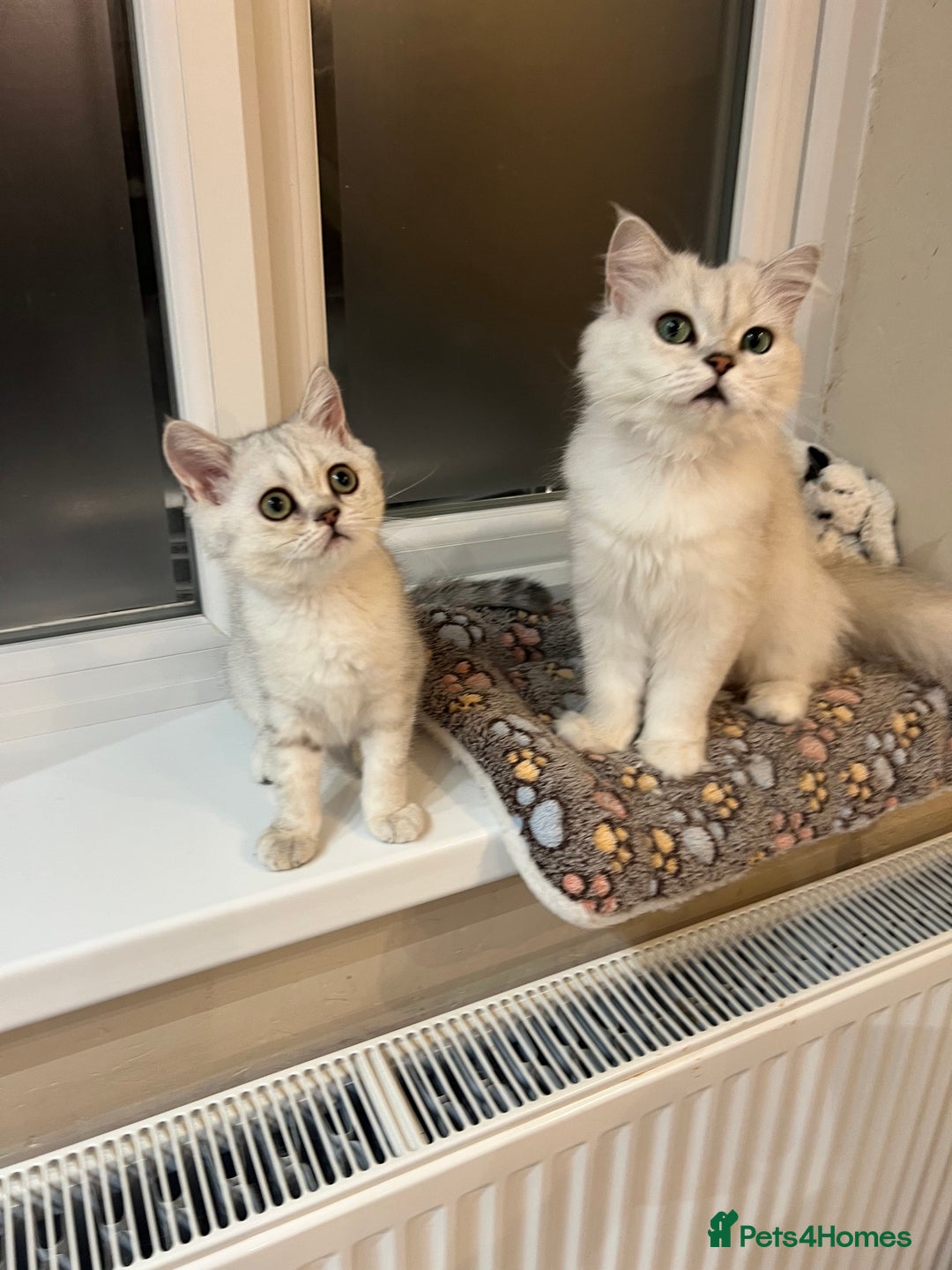 Scottish Fold cats for sale: Scottish Kittens – Fold & Straight – Ready Now - Image 17