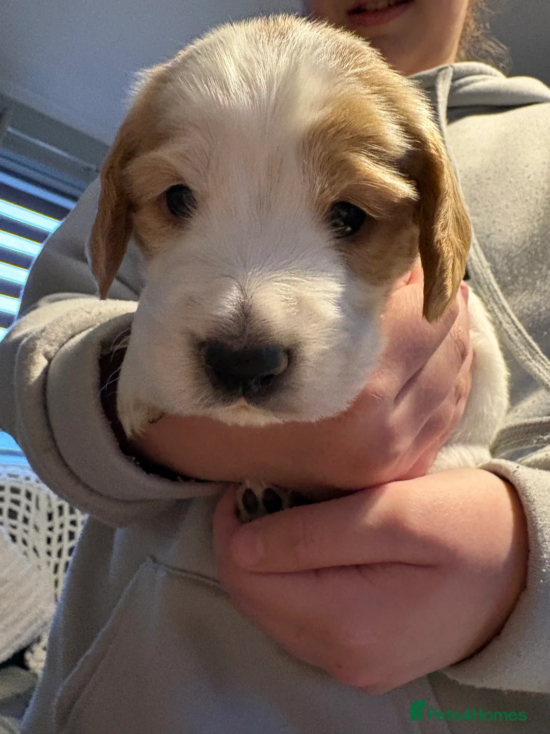 Cocker Spaniel dogs for sale: Cocker spaniel puppies  in Rotherham - Advert 18