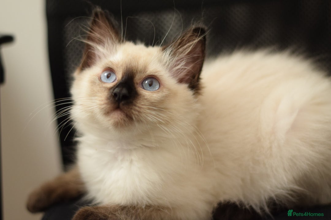 Ragdoll cats for sale: Ragdoll Crystal chocolate point female  - Image 10