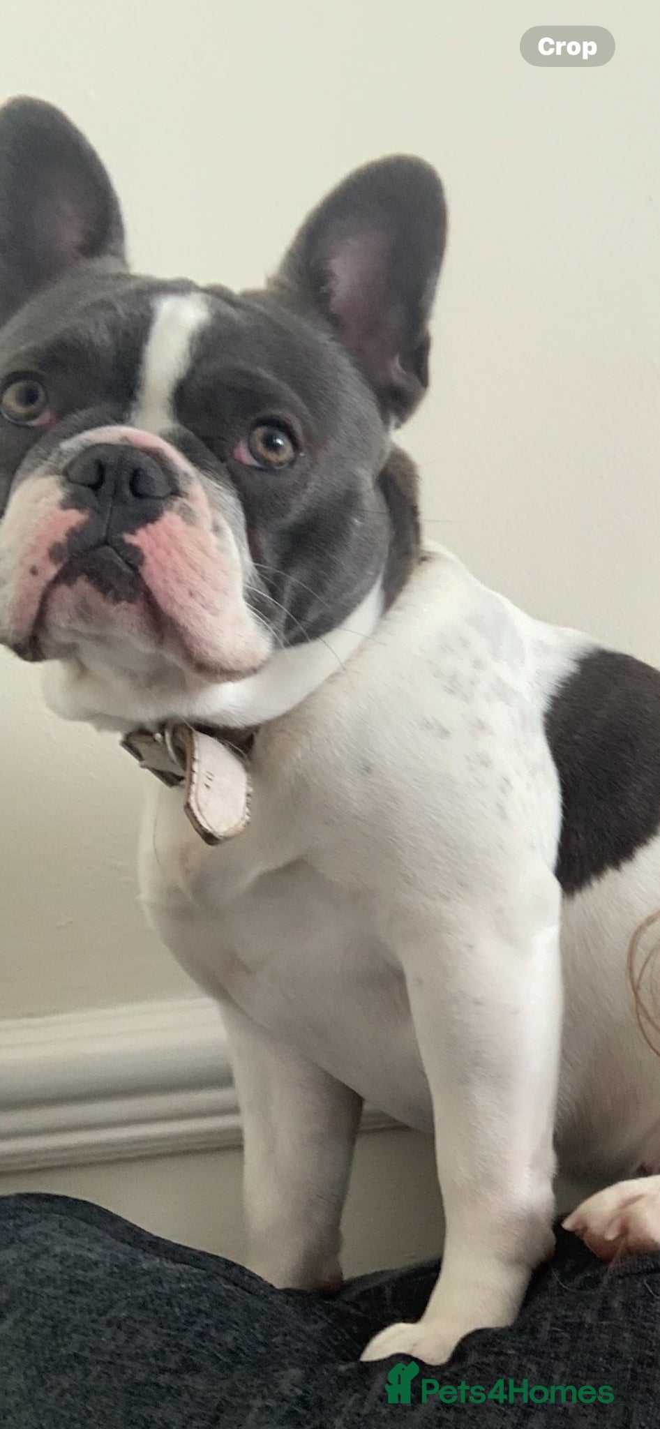 French Bulldog dogs for adoption: Darcy in Ellesmere Port - Advert 5