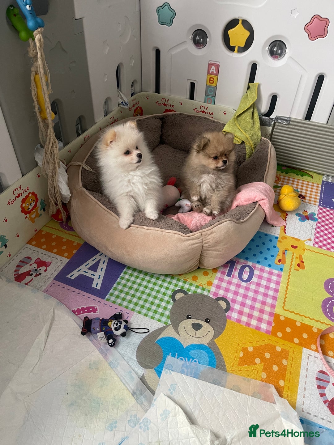 Pomeranian dogs for sale: Beautiful Pomerian Boy  - Image 29