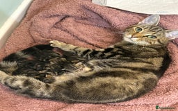 British Shorthair cats for sale: Kittens 🐾  - Image 4