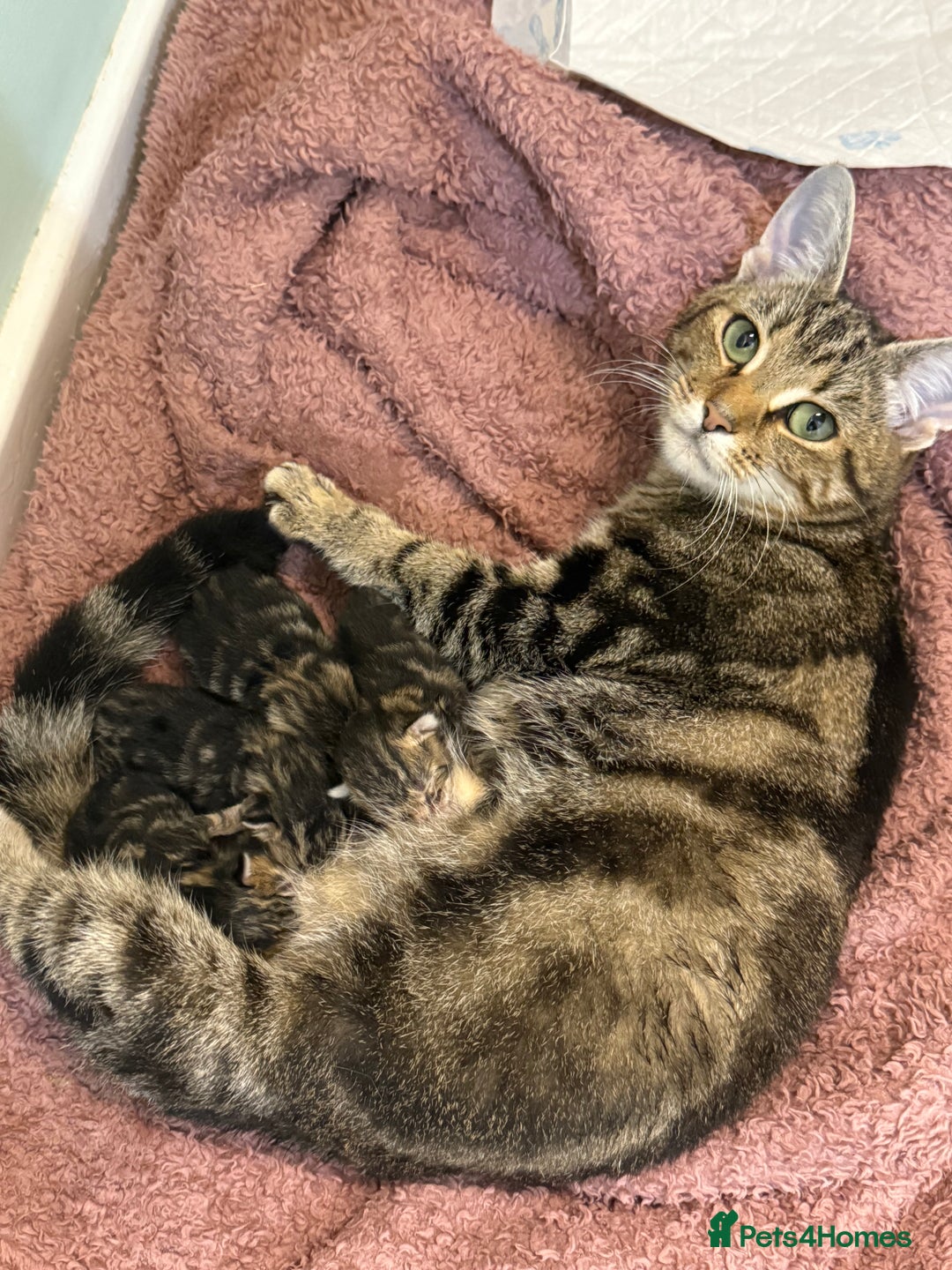 British Shorthair cats for sale: Kittens 🐾  - Image 4