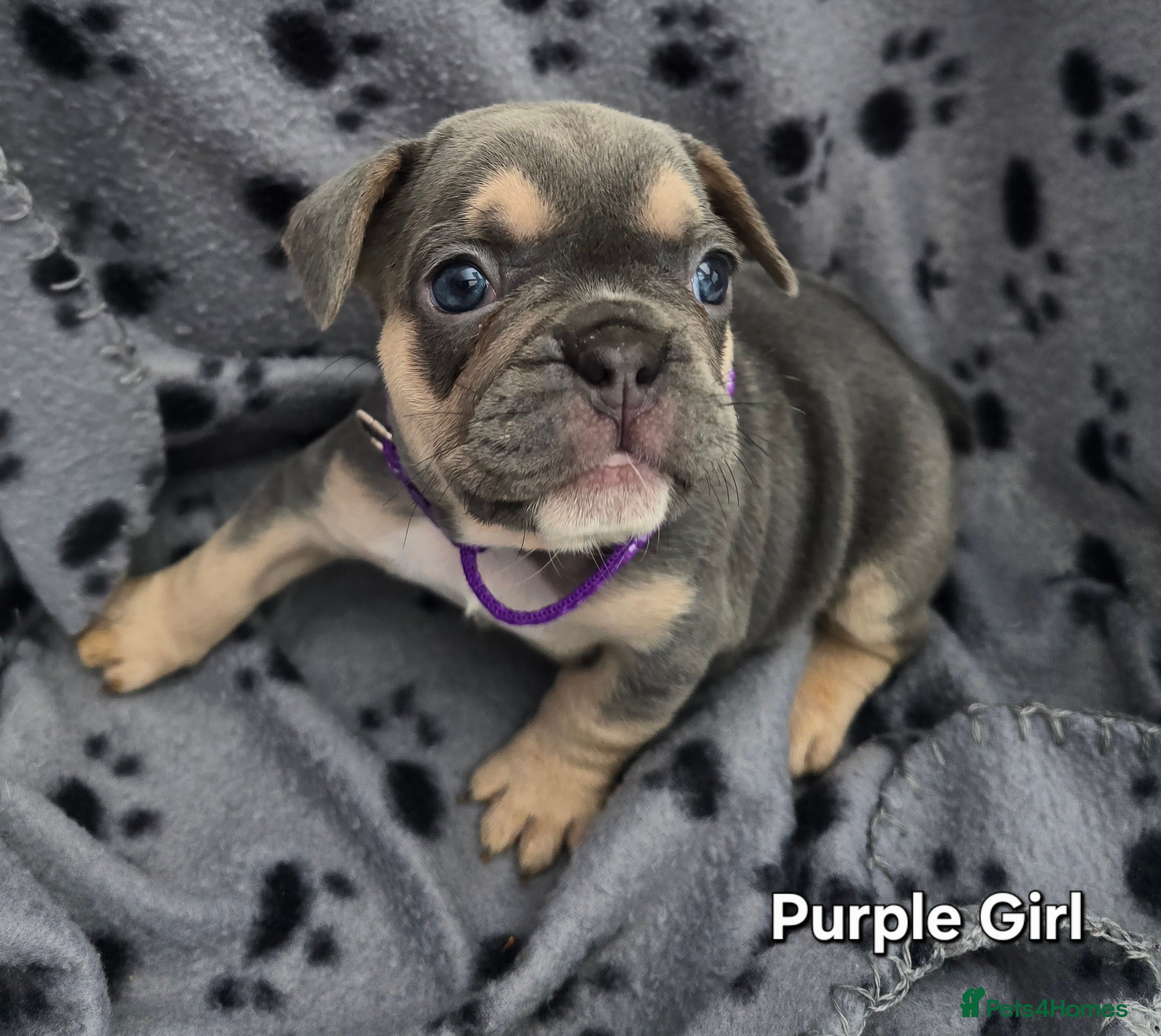 French Bulldog dogs Stunning Blue French Bulldog Puppies - Advert 3