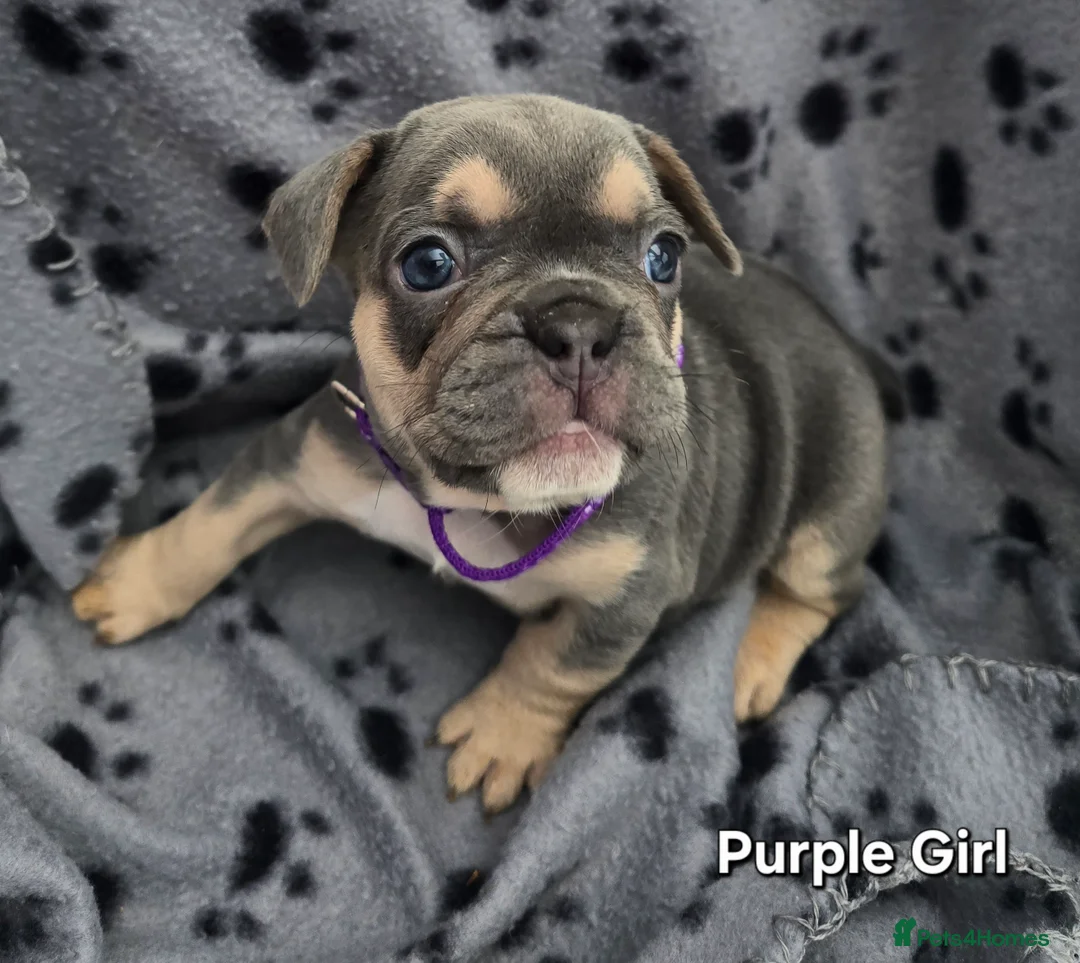 French Bulldog dogs for sale: Stunning Blue French Bulldog Puppies - Advert 10