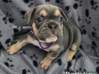 French Bulldog dogs Stunning Blue French Bulldog Puppies - Advert 3