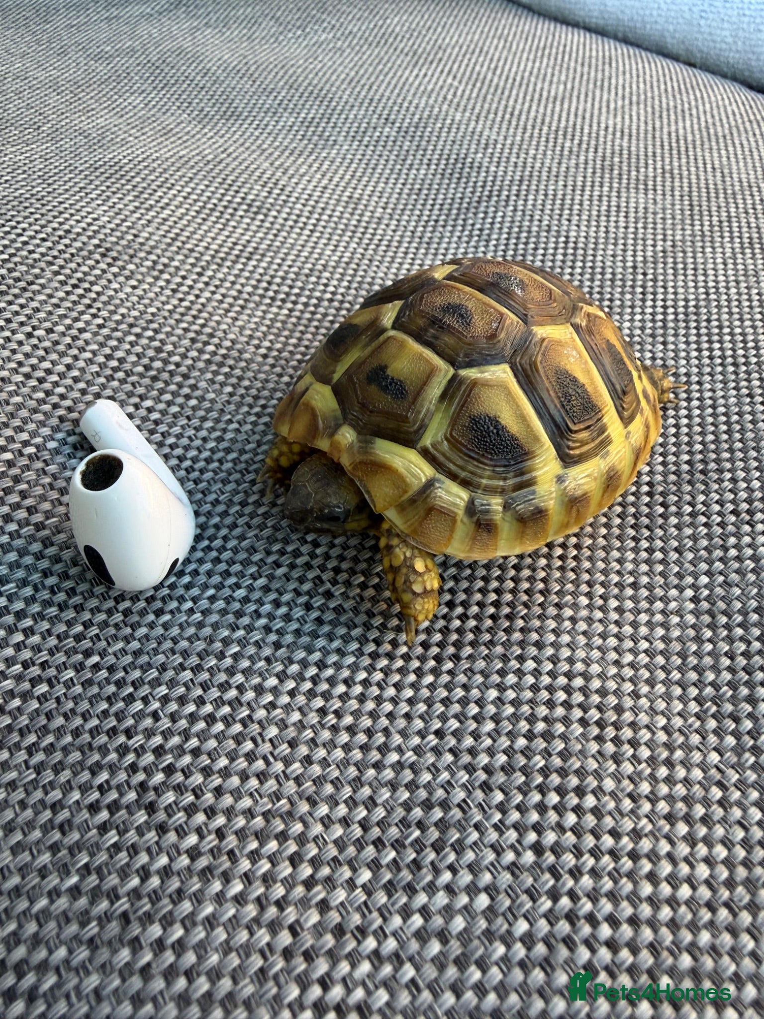 Hermann Tortoise reptiles 3 x Herman Tortoise Hatchlings - 1 year old - Advert 2