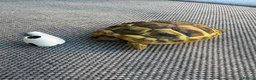 Hermann Tortoise reptiles for sale: 3 x Herman Tortoise Hatchlings - 1 year old - Advert 1