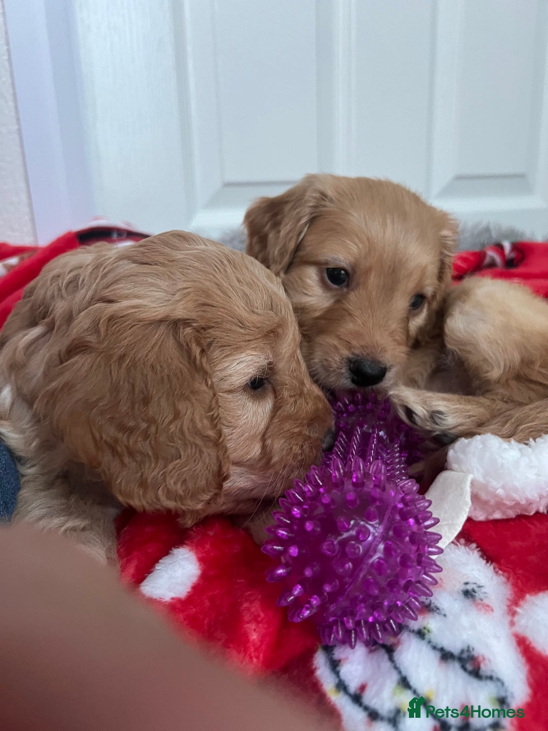 Cockapoo dogs for sale: Adorable beautiful f1 cockerpoo pups - Advert 9