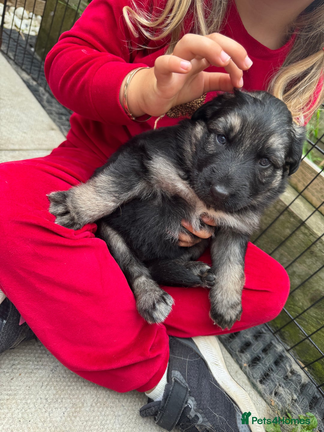 German Shepherd dogs for sale: Stunning top quality German shepherd puppies - Image 18