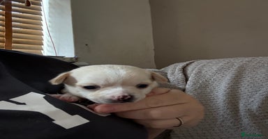 Chug dogs - Advert 1
