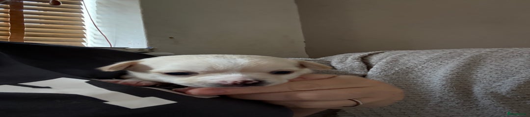 Chug Puppy 4