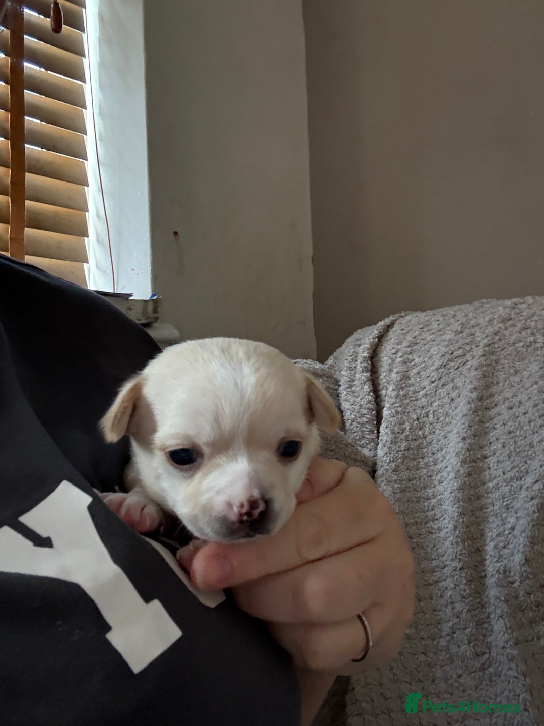 Chug dogs for sale: Chihuahua/chug puppies - Image 3